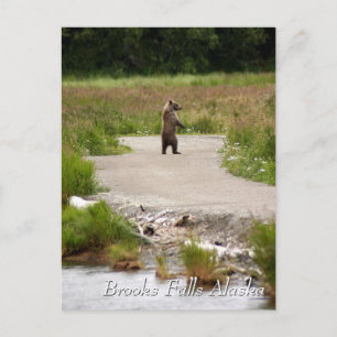Mam!! Brooks Falls Alaska Briefkaart