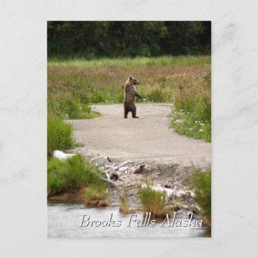 Mam!! Brooks Falls Alaska Briefkaart (Voorkant)