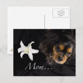 Mam... Cavalier King Charles Spaniel Briefkaart (Voorkant / Achterkant)