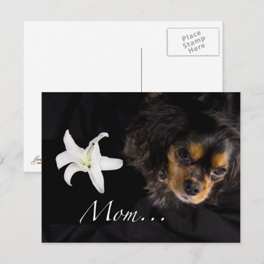 Mam... Cavalier King Charles Spaniel Briefkaart (Voorkant / Achterkant)