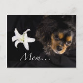 Mam... Cavalier King Charles Spaniel Briefkaart (Voorkant)