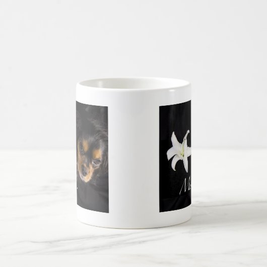 Mam... Cavalier King Charles Spaniel Mok (Center)