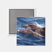 Mam en Baby Dolfijnmagneet Magneet (Voorkant / Achterkant)