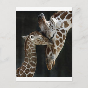 Mam en Baby Giraffe Cuddle Briefkaart