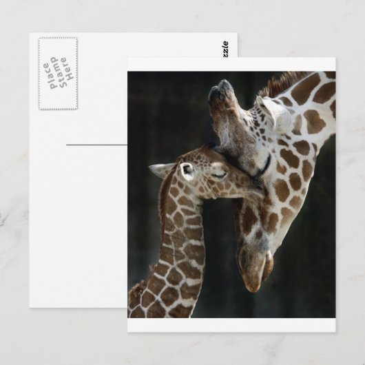 Mam en Baby Giraffe Knuffel Briefkaart (Voorkant / Achterkant)