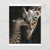 Mam en Baby Giraffe Knuffel Briefkaart (Voorkant)