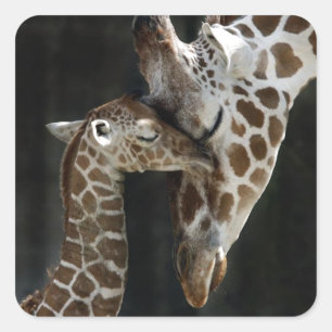 Mam en Baby Giraffe Knuffel Vierkante Sticker