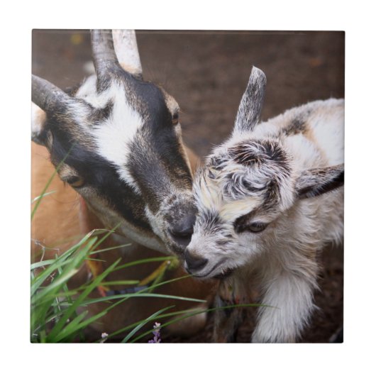 Mam en Baby Goat Tegeltje (Voorkant)