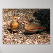 Mam en Baby kardinaal Poster (Voorkant)