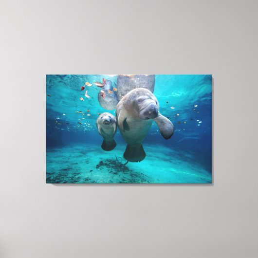 Mam en Baby Manatee (drie zusters pit) Canvas Afdruk (Voorkant)