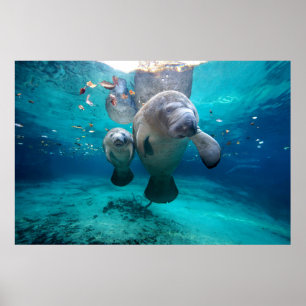Mam en Baby Manatee (drie zusters pit) Poster