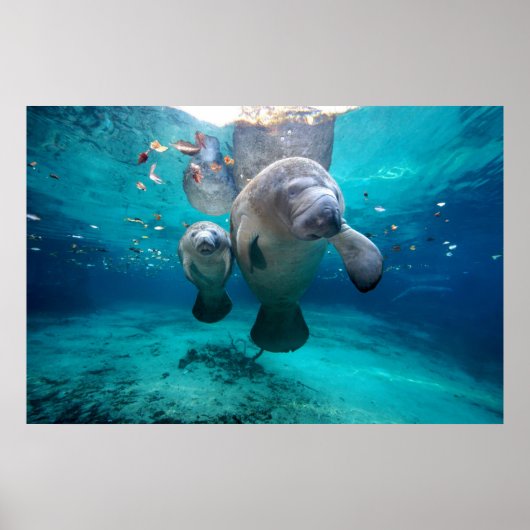 Mam en Baby Manatee (drie zusters pit) Poster (Voorkant)