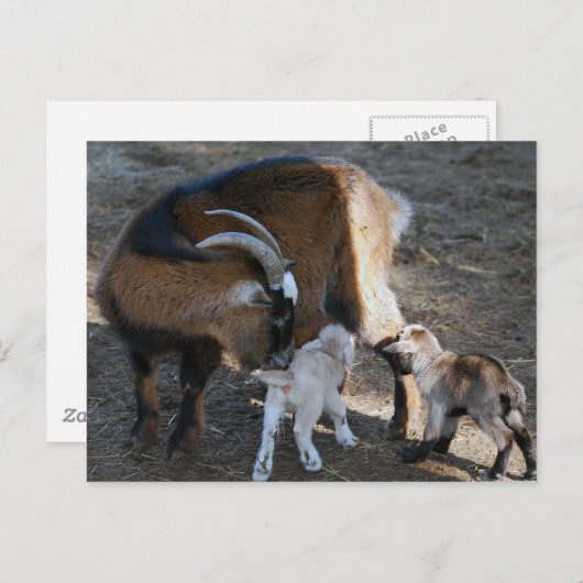 Mam en baby's briefkaart (Voorkant / Achterkant)