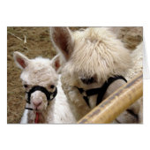 Mam en Cria (Voorkant Horizontaal)