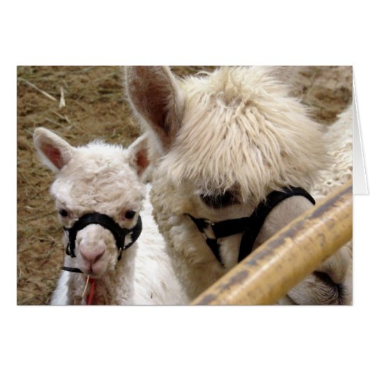 Mam en Cria (Voorkant Horizontaal)