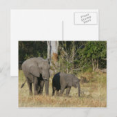 Mam en Happy Elephant Calf Briefkaart (Voorkant / Achterkant)