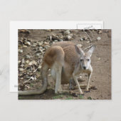 Mam en joey briefkaart (Voorkant / Achterkant)