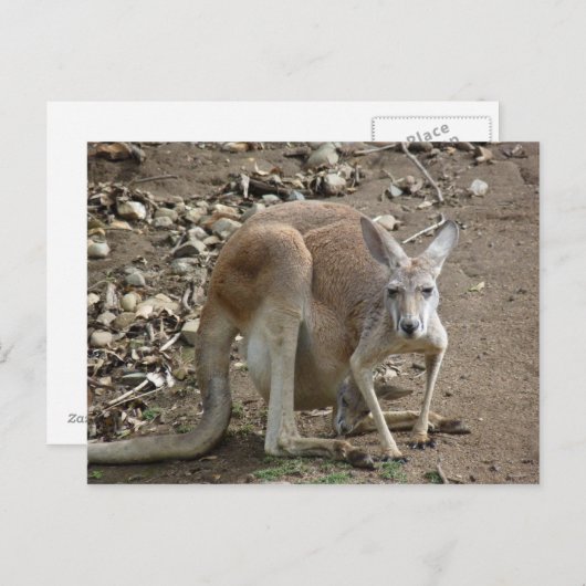 Mam en joey briefkaart (Voorkant / Achterkant)