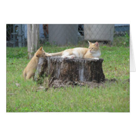 Mam en Kitten Appreciation Card