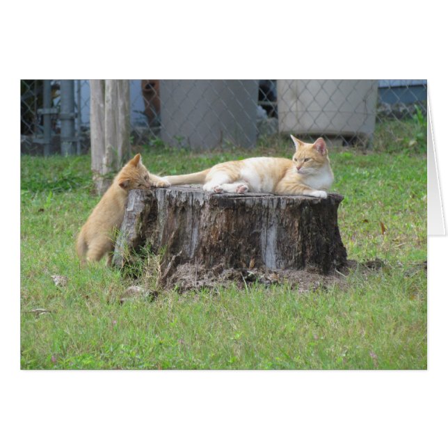 Mam en Kitten Appreciation Card (Voorkant Horizontaal)