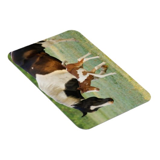 Mam en pasgeboren verf filly magneet (Rechterzijde)