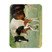 Mam en pasgeboren verf filly magneet (Verticaal)