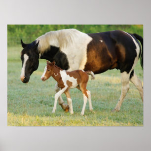 Mam en pasgeboren verf filly poster