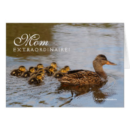 Mam Extraordinaire: één vaste Mallard Hen