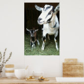 Mam Goat met Baby Ginger Poster (Keuken)