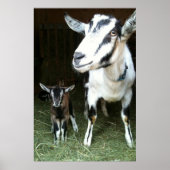 Mam Goat met Baby Ginger Poster (Voorkant)