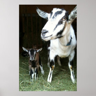 Mam Goat met Baby Ginger Poster