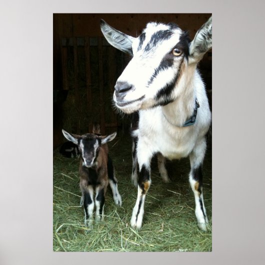 Mam Goat met Baby Ginger Poster (Voorkant)