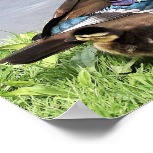 Mam Houteend met eenden Poster (Hoek)