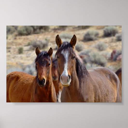 Mam met Teenage Foal Poster (Voorkant)