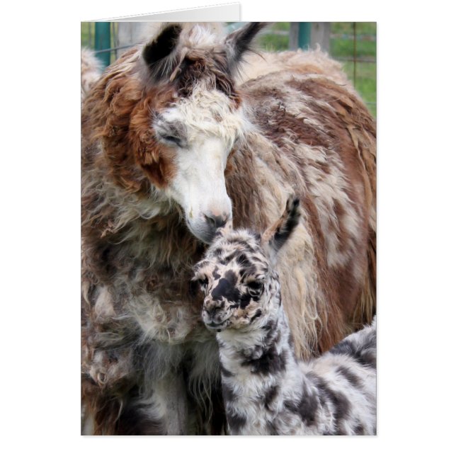 Mama & Baby Llama Kiss (Voorkant)