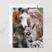 Mama & Baby Llama Kiss Briefkaart (Voorkant / Achterkant)