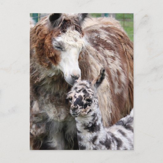 Mama & Baby Llama Kiss Briefkaart (Voorkant)