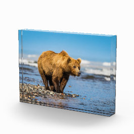 Mama beer kijkt naar haar twee kinderen fotoblokken