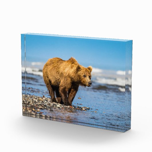 Mama beer kijkt naar haar twee kinderen fotoblokken (Rechts)