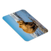 Mama beer kijkt naar haar twee kinderen magneet (Rechterzijde)