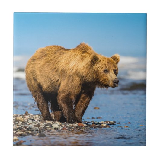 Mama beer kijkt naar haar twee kinderen tegeltje (Voorkant)