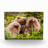 Mama beer verzorgt haar twee cubs, Lake Clark Nati Fotoblokken (Voorkant)