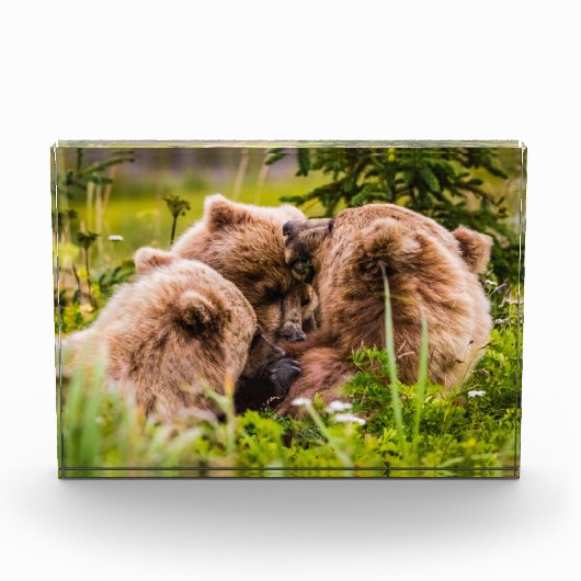 Mama beer verzorgt haar twee cubs, Lake Clark Nati Fotoblokken (Voorkant)