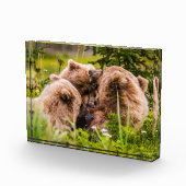 Mama beer verzorgt haar twee cubs, Lake Clark Nati Fotoblokken (Rechts)