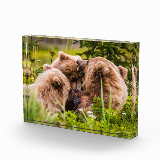 Mama beer verzorgt haar twee cubs, Lake Clark Nati Fotoblokken (Rechts)