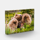 Mama beer verzorgt haar twee cubs, Lake Clark Nati Fotoblokken (Links)