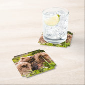 Mama beer verzorgt haar twee cubs, Lake Clark Nati Kartonnen Onderzetters (Insitu)