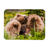 Mama beer verzorgt haar twee cubs, Lake Clark Nati Magneet (Horizontaal)