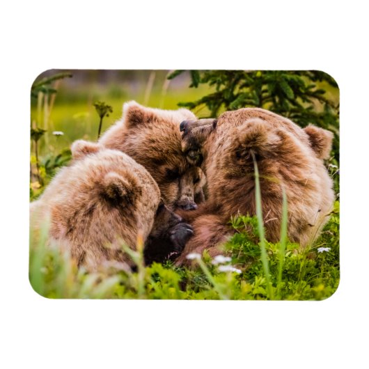 Mama beer verzorgt haar twee cubs, Lake Clark Nati Magneet (Horizontaal)