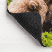 Mama beer verzorgt haar twee cubs, Lake Clark Nati Muismat (Hoek)